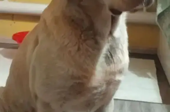 Пропала собака, ул. Менделеева, 16, Кемерово