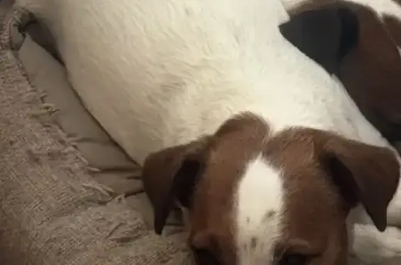 Пропала собака в Сысерти, Свердловская обл.