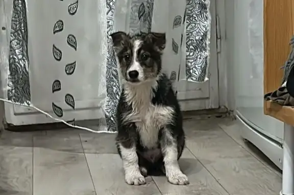 Собака найдена: пер. Каравко, 5, Ульяновск