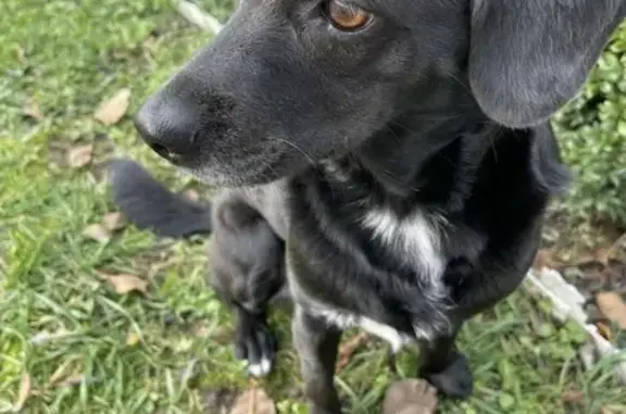 Пропала собака, Центральная ул. 9, Черников