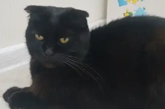 Найдена кошка, Нижний Новгород, фото: Кошка найдена: пл. Минина, Нижний Новгород