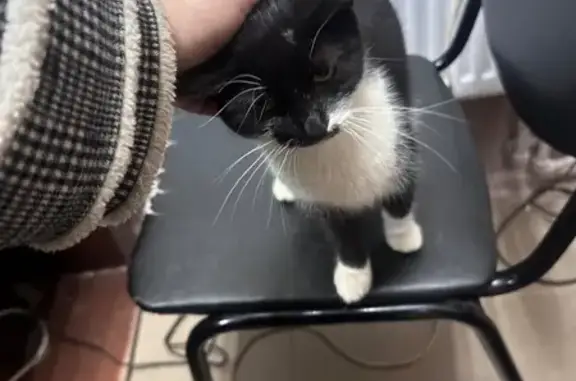 Найдена кошка, Серпухов, фото: Кошка найдена на Трудовой 14, Серпухов