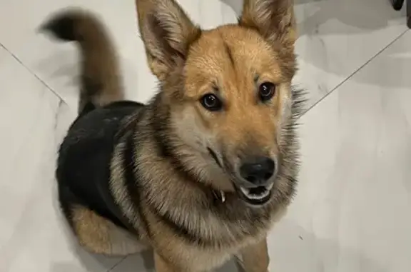 Найдена собака, Москва, фото: Собака найдена: Красностуденческий пр., 6