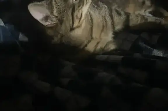 Кошки потеряшки, Оренбург, фото: Потеряшка кот Вася, ул. Шевченко 3, Оренбург