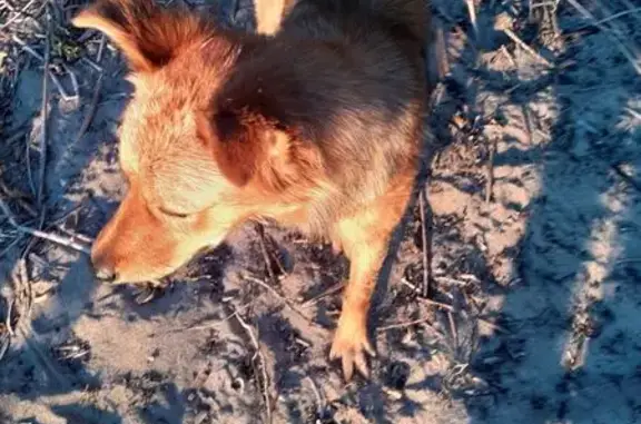 Пропала собака у Саратовского моста