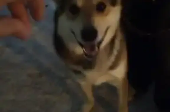 Собака найдена: Новосибирская ул., 33А