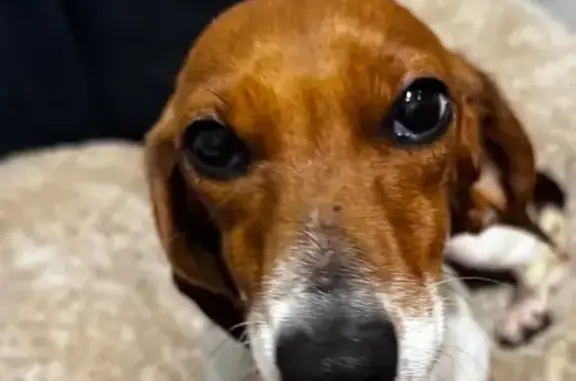 Собаки потеряшки, Белгород, фото: Потеряшка собака на ул. Костюкова, Белгород