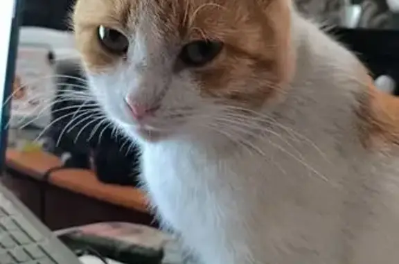 Пропала кошка около школы, Апастово, РТ