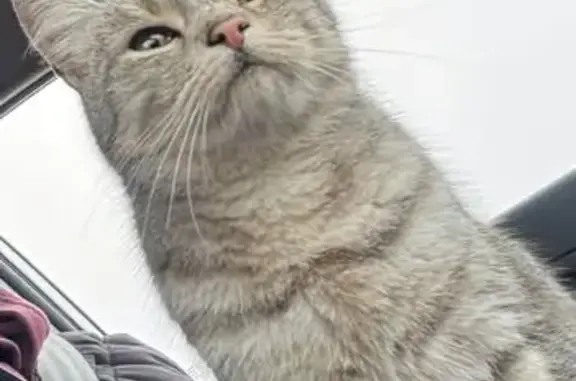 Кошки потеряшки, Михайловск, фото: Потеряшка кошка, Почтовая 2, Михайловск