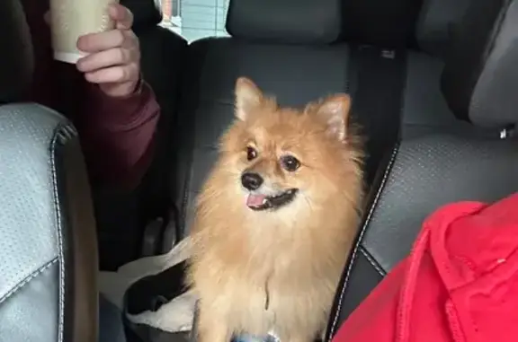 Найдена собака, Сочи, фото: Найдена собака на Демократической, 52, Сочи