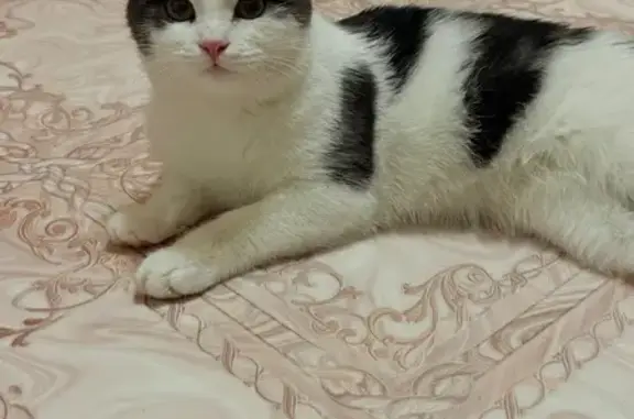 Найдена кошка, Оренбург, фото: Найдена кошка, Оренбург, ул. Мира 3/1