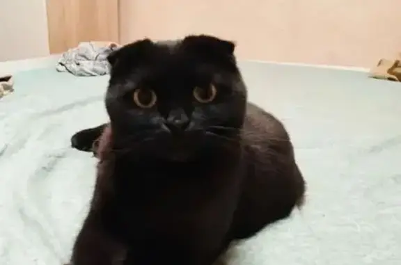 Пропала черная кошка, Тула, ул. Хомутовка 12А