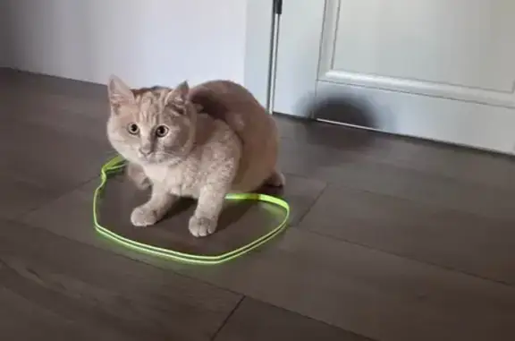 Пропала кошка, Михайловский с/с, Башкортостан