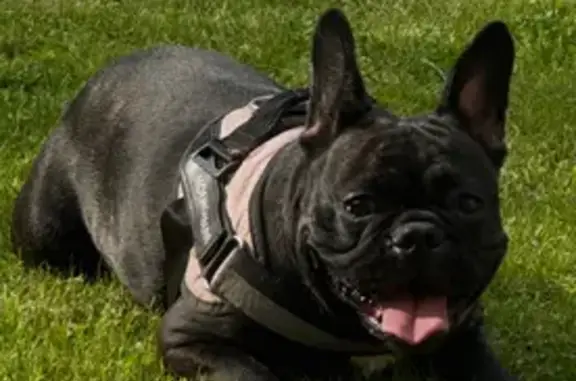 Пропала собака Боня, Рощинская ул., Ивантеевка