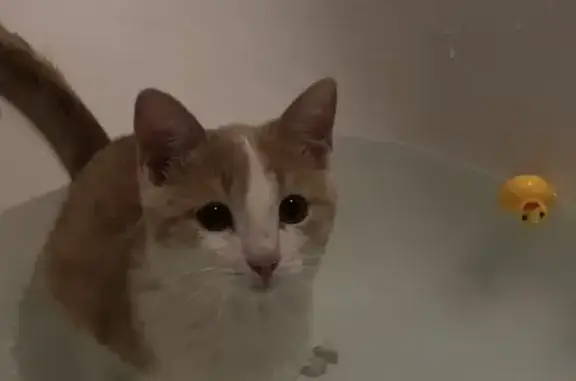 Пропала кошка в Томске, Томская область