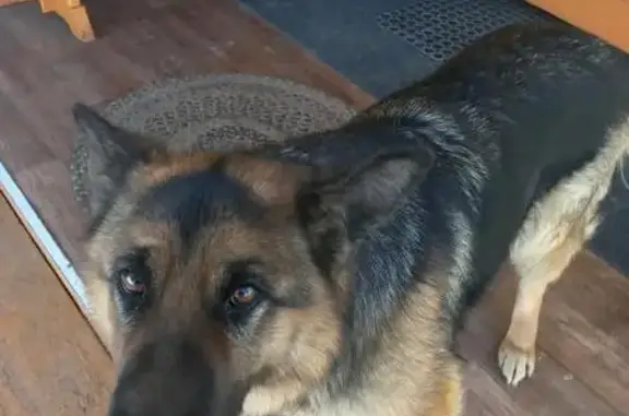 Собаки потеряшки, Томск, фото: Потеряшка собака, Ключевской пр., 26, Томск