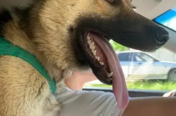 Собаки потеряшки, Зауральский, фото: Потеряшка собака у Зауральского кладбища