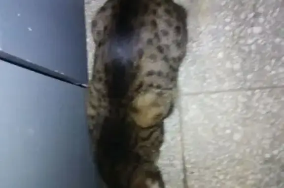 Найдена кошка, Ангарск, фото: Кошка найдена: Ангарский пр., Ангарск