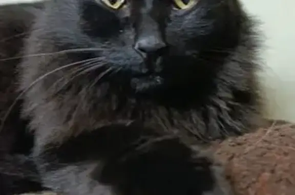 Найденные животные Алматы, фото: Найдена кошка, ул. Жандосова, Алматы