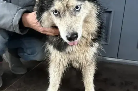 Найдена собака, Загорянский, фото: Собака найдена, ул. Нахимова 1, Загорянский