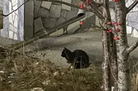 Найдена кошка, Сургут, фото: Чёрная кошка найдена у ул. 30 лет Победы, 60