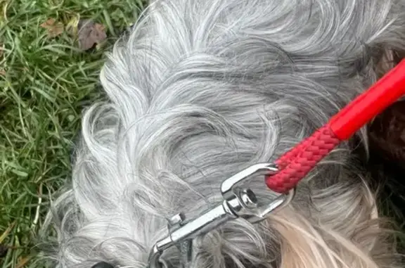 Собака найдена: наб. Адм. Трибуца, Калининград