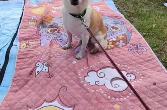 Пропала собака на Полевая, 82А, Иваново