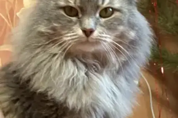 Пропала кошка, Ново-Астраханское ш. 87, Саратов