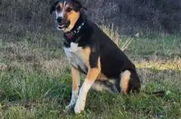 Пропала собака, ул. Чапаева 37, Борисовка