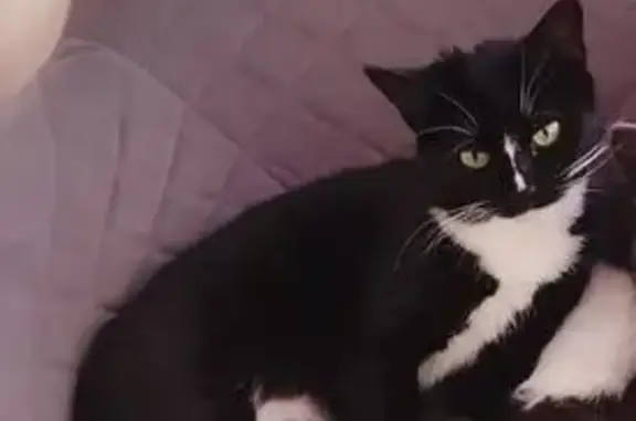 Пропала кошка, Выльгорт, Коми