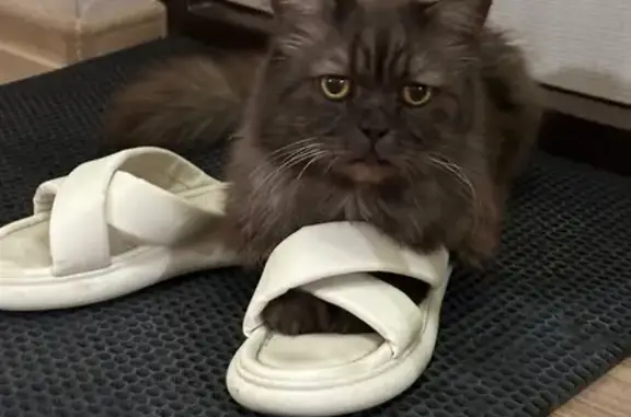 Найдена кошка, Новосибирск, фото: Кошка найдена: Днепрогэсовская 9 к6