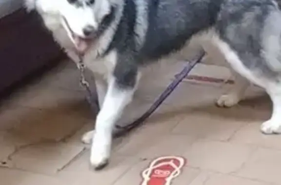 Найдена собака, Барнаул, фото: Собака найдена: ул. Аванесова, 133, Барнаул