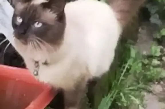 Пропала тайская кошка, ул. 3 Интернационала, 357