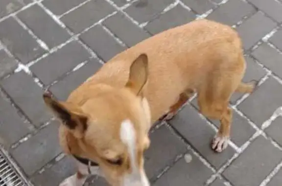 Собаки потеряшки, Ростовская область, фото: Потеряшка собака, Новочеркасск, Ростовская обл.