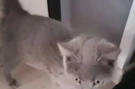 Найдена кошка, Отрадовский сельсовет, фото: Кошка найдена на ул. Рашита Кудашева