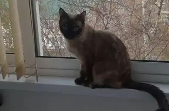 Пропала сиамская кошка, ул. Баумана 212