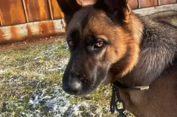 Нашли овчарку на Интернациональной, Уфа