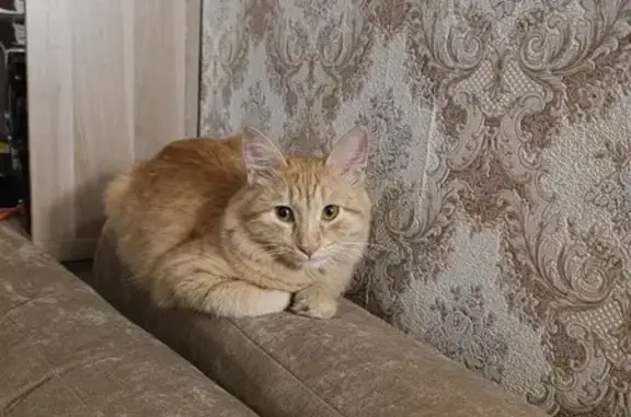 Кошки потеряшки, Астрахань, фото: Потеряшка кошка на Яблочкова, 5, Астрахань