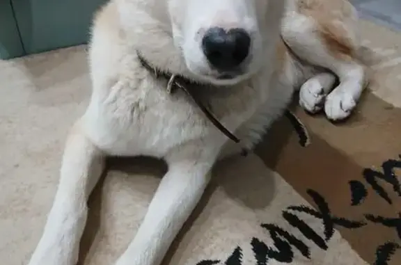 Найдена собака, Чебоксары, фото: Собака найдена: ул. Николаева, 40, Чебоксары