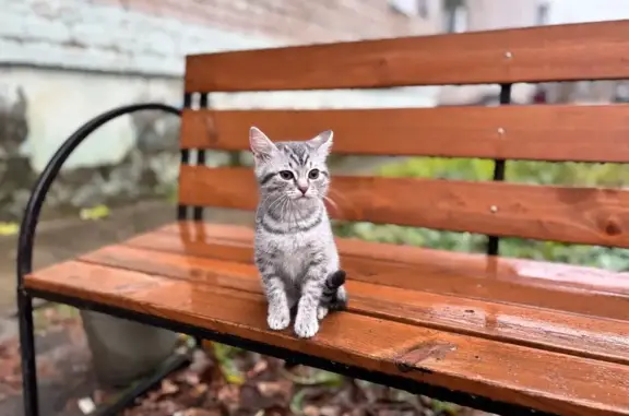 Пропала кошка, ул. Азина 7