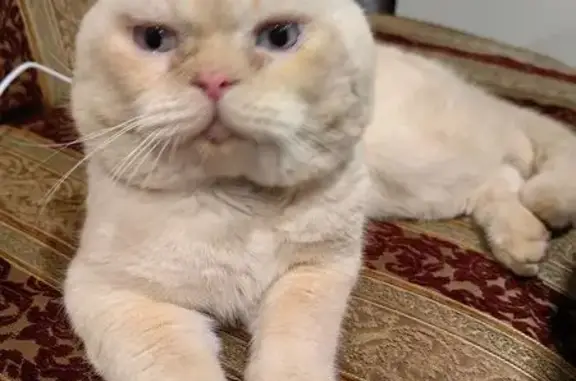 Найдена кошка, Ростов-на-Дону, фото: Кошка найдена на 1-й Конной Армии, 6