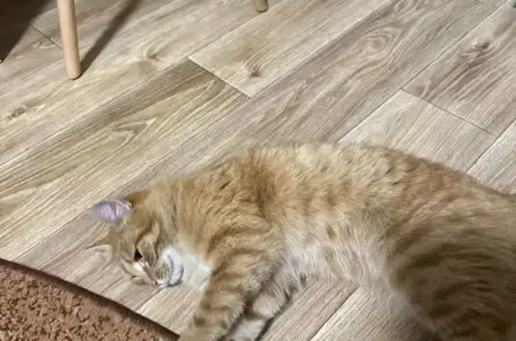 Найдена кошка, Кемерово, фото: Кошка найдена, ул. Назарова, Кемерово