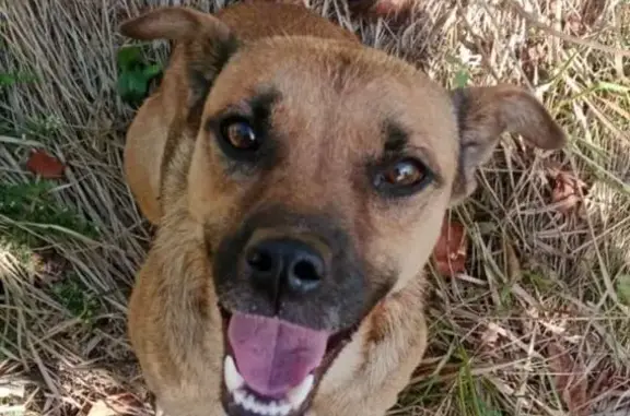 Собака найдена: ул. Котлярова, 5, Краснодар