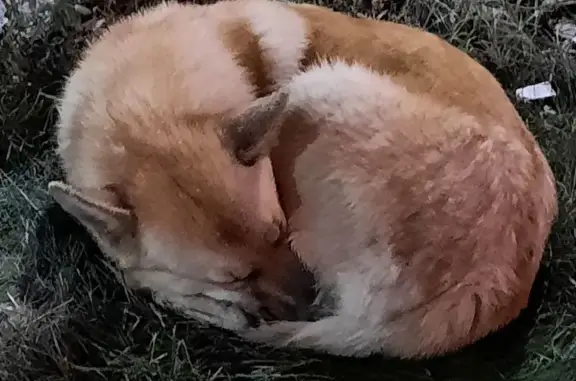 Собака найдена у ТЦ Франк, Фучика 90