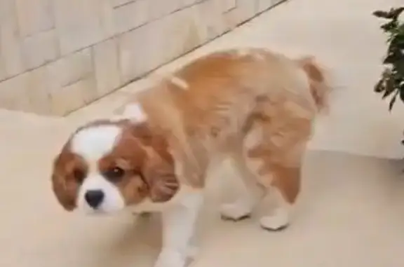 Найдена собака, Севастополь, фото: Собака найдена на Фиолентовском шоссе