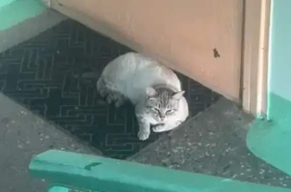 Найдена кошка, Оренбург, фото: Кошка найдена: ул. Жукова, 24, Оренбург