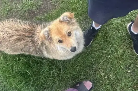 Пропала собака на Тульской улице, 44/18