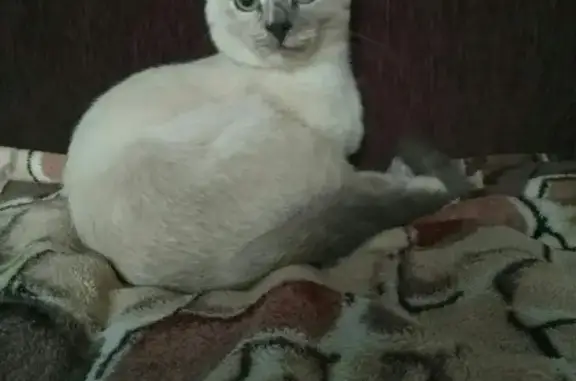 Пропала кошка, ул. Урицкого, 8, Лабинск