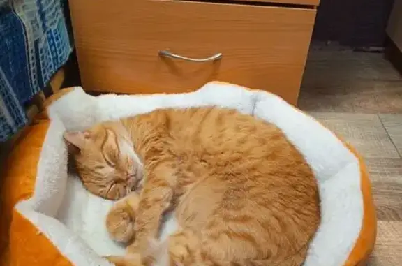 Пропала кошка, проезд Горького, Сельцо