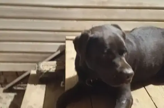 Найдена собака, Увинский район, фото: Удмуртия: найдена собака с ошейником